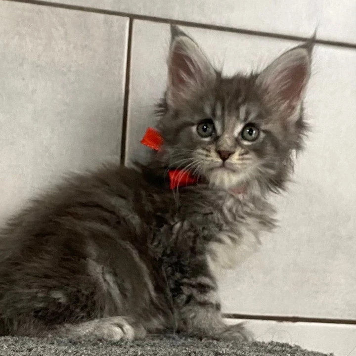 Helsinki Polydactyl 5/6/6/5 Maine Coon Kittens | Large selection of kittens. 