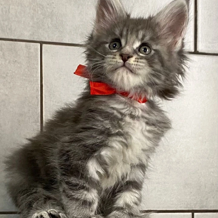 Helsinki Polydactyl 5/6/6/5 Maine Coon Kittens | Large selection of kittens. 