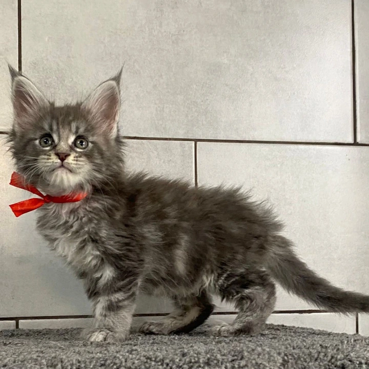 Helsinki Polydactyl 5/6/6/5 Maine Coon Kittens | Large selection of kittens. 