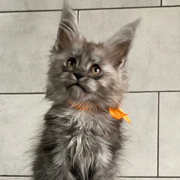 Golden Love Maine Coon Kittens | Kittens for sale.