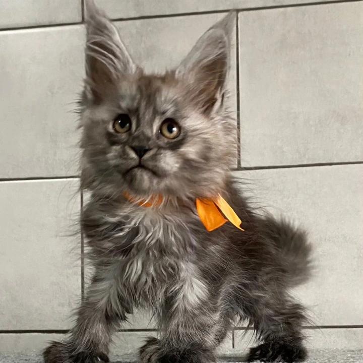 Golden Love Maine Coon Kittens | Kittens for sale. 