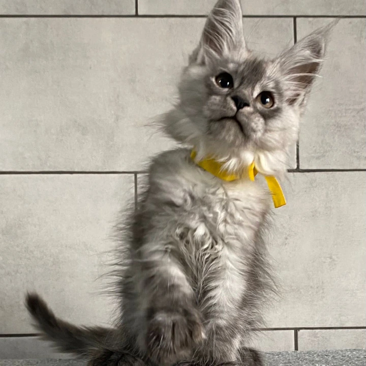 Grace Talia Maine Coon Kittens | Buy a kitten. 