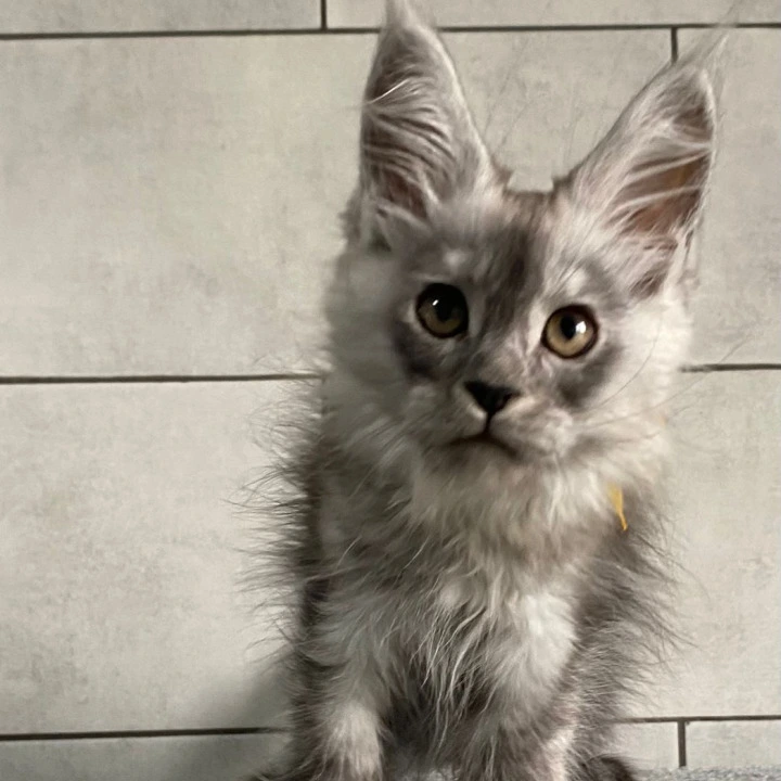 Grace Talia Maine Coon Kittens | Buy a kitten. 