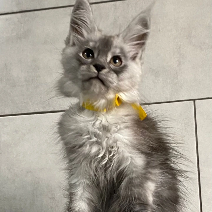 Grace Talia Maine Coon Kittens | Buy a kitten. 