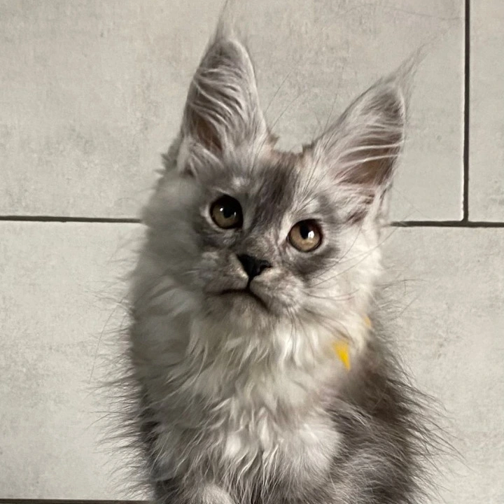 Grace Talia Maine Coon Kittens | Buy a kitten. 