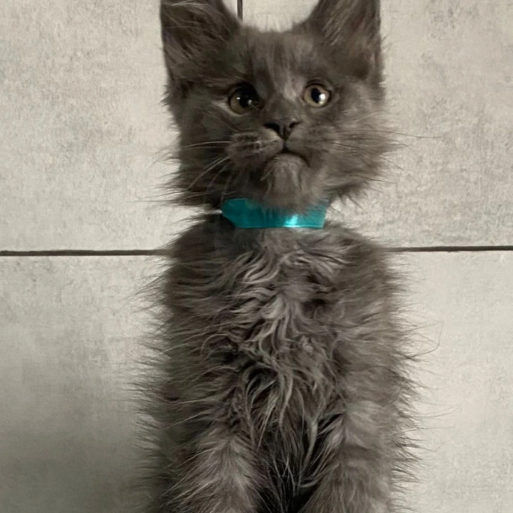 Guangzou Maine Coon Kittens | Kitten for sale. 