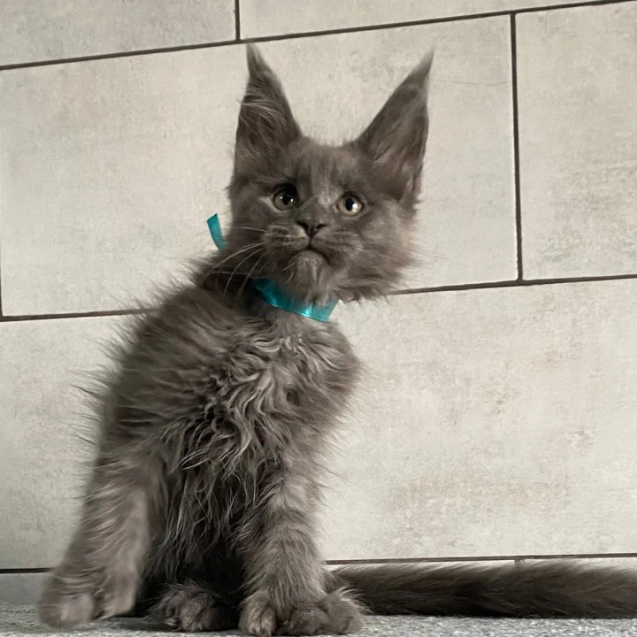 Guangzou Maine Coon Kittens | Kitten for sale. 