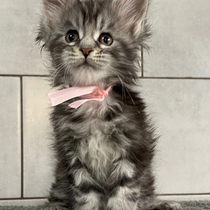 Hurgada Maine Coon Kittens | Kittens for sale. 