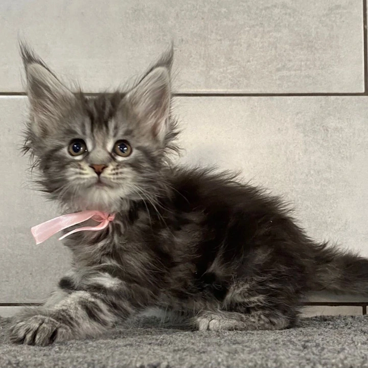 Hurgada Maine Coon Kittens | Kittens for sale. 