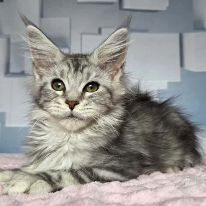 Katsura Maine Coon Kittens | Buy a kitten. 