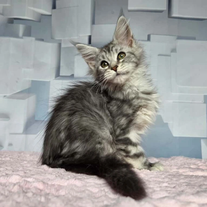 Katsura Maine Coon Kittens | Buy a kitten. 