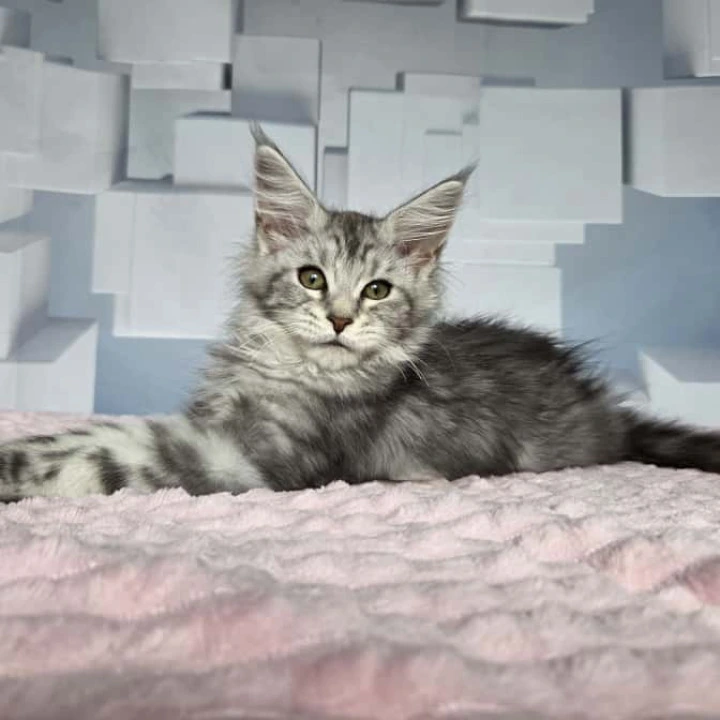 Katsura Maine Coon Kittens | Buy a kitten. 