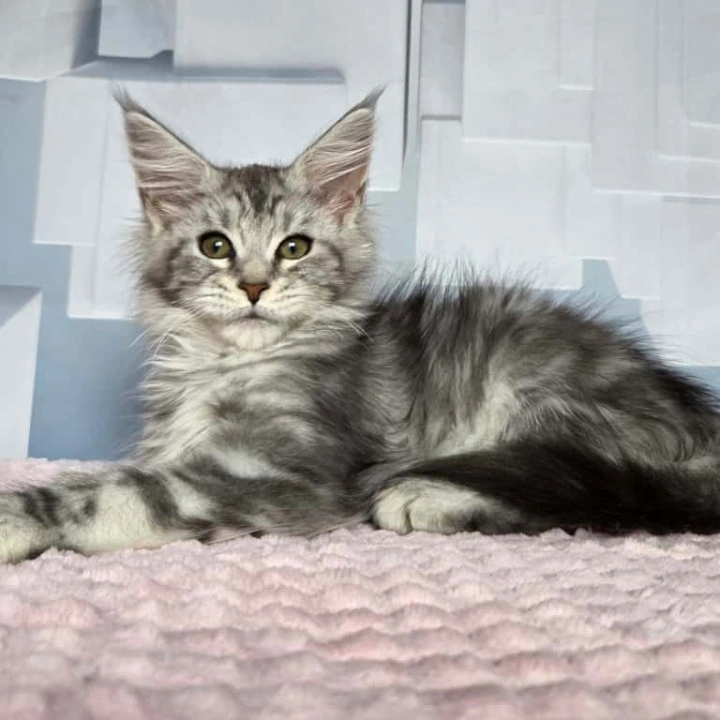 Katsura Maine Coon Kittens | Buy a kitten. 