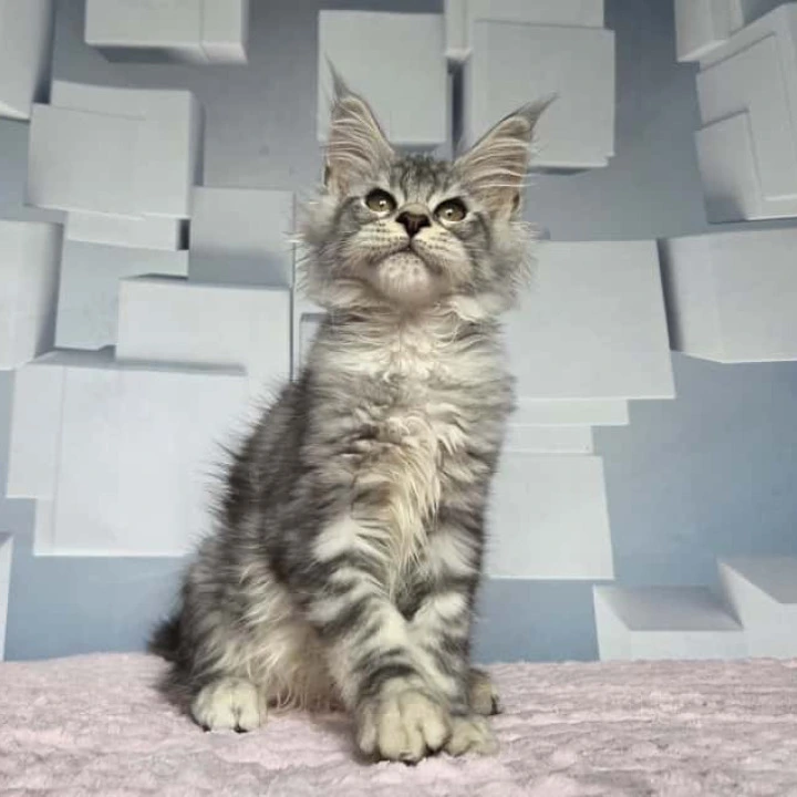 Kentia Maine Coon Kittens | Kitten for sale. 