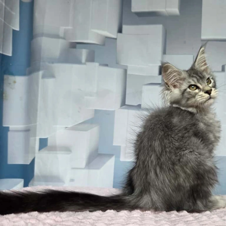 Kentia Maine Coon Kittens | Kitten for sale. 