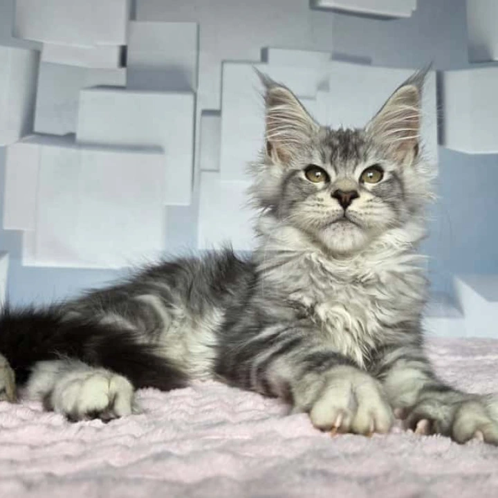 Kentia Maine Coon Kittens | Kitten for sale. 