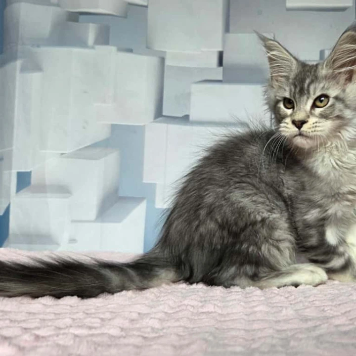 Kentia Maine Coon Kittens | Kitten for sale. 