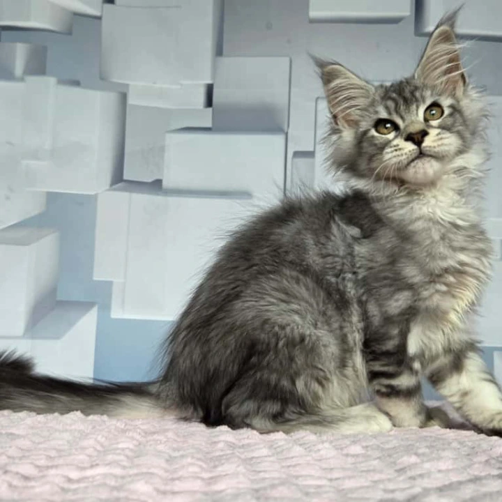 Kentia Maine Coon Kittens | Kitten for sale. 