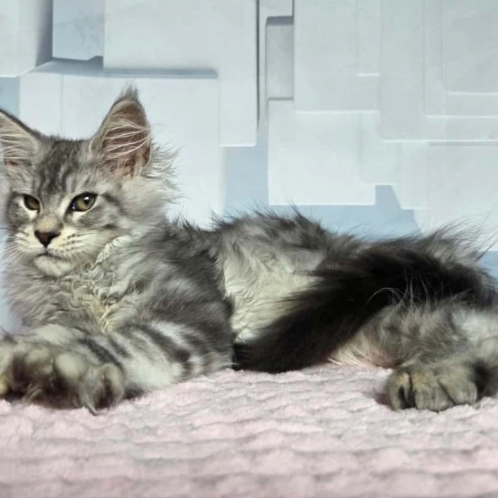Kentia Maine Coon Kittens | Kitten for sale. 