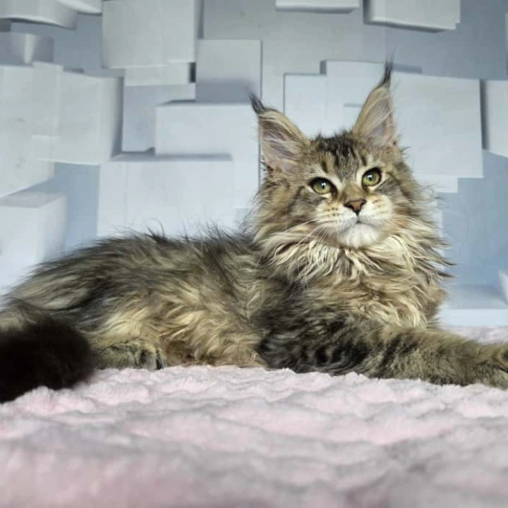 Karna Maine Coon Kittens | Buy a kitten. 