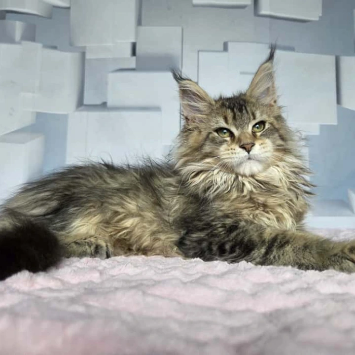 Karna Maine Coon Kittens | Buy a kitten. 