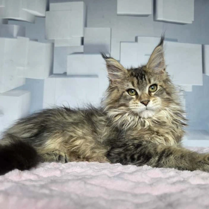 Karna Maine Coon Kittens | Buy a kitten. 