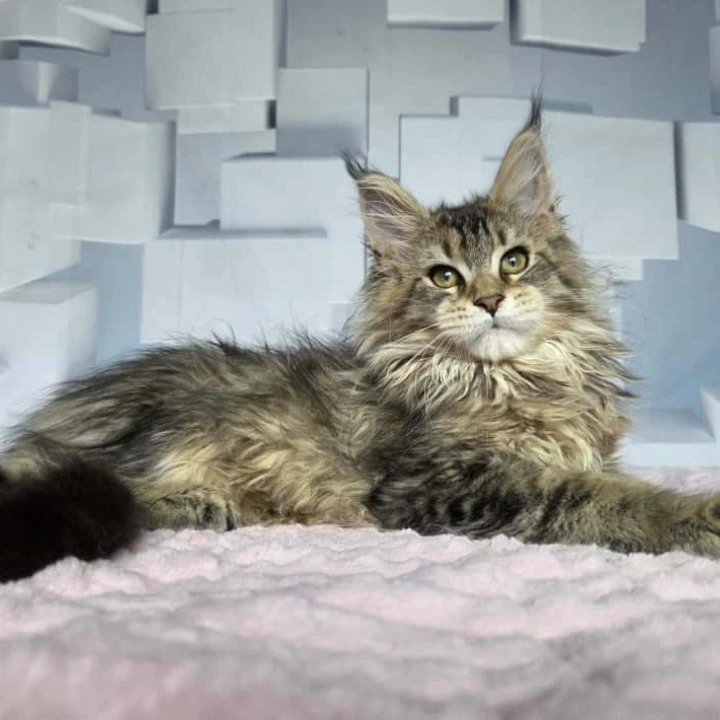 Karna Maine Coon Kittens | Buy a kitten. 