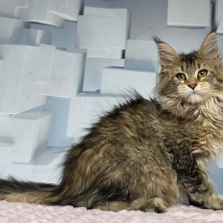 Karna Maine Coon Kittens | Buy a kitten. 