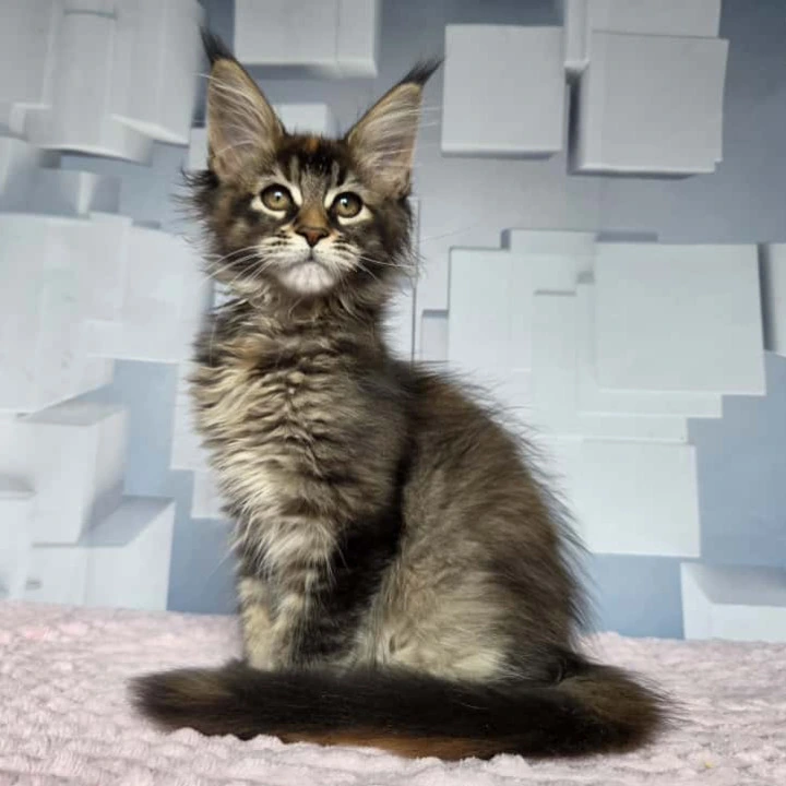Jasmine Maine Coon Kittens | Buy a kitten. 