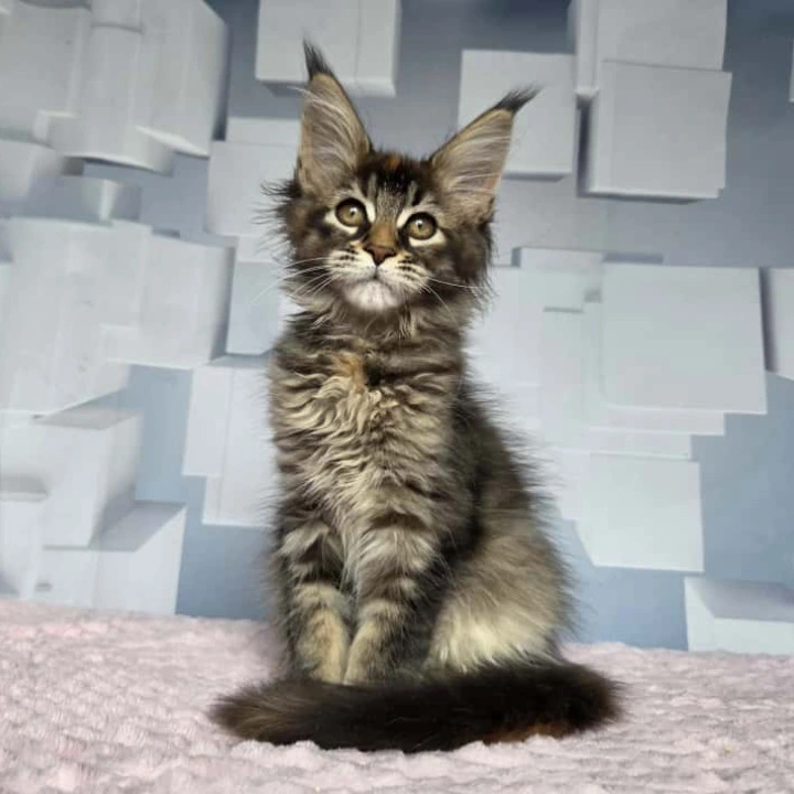Jasmine Maine Coon Kittens | Buy a kitten. 