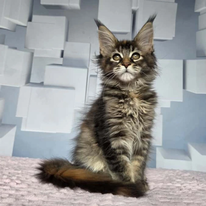 Jasmine Maine Coon Kittens | Buy a kitten. 