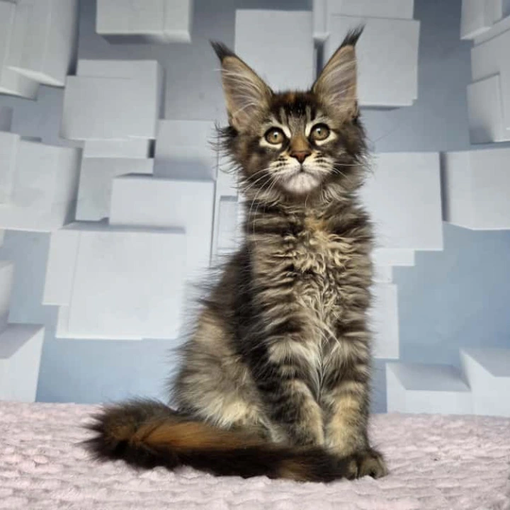 Jasmine Maine Coon Kittens | Buy a kitten. 