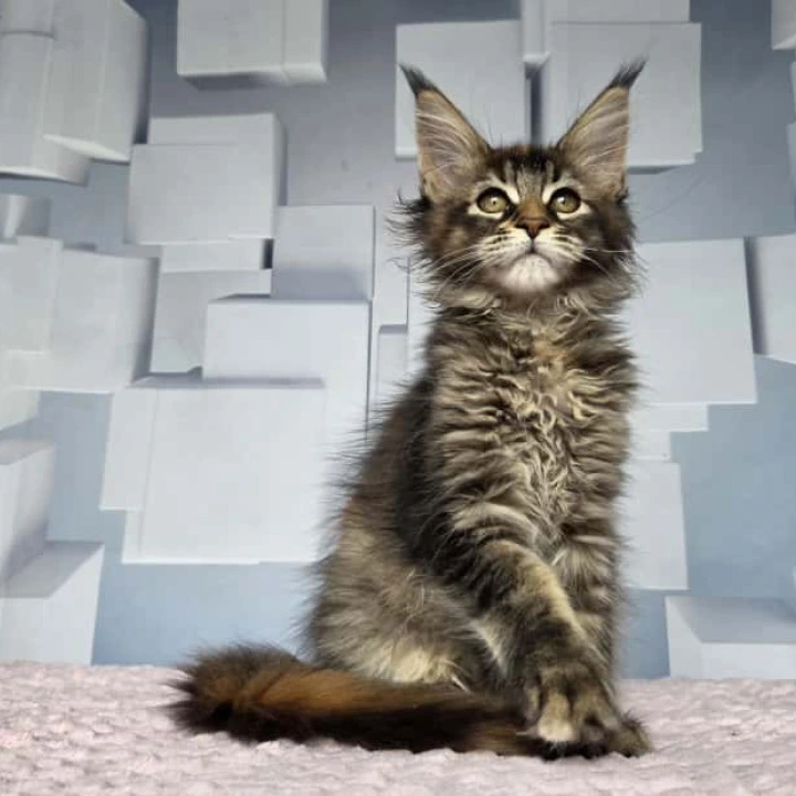 Jasmine Maine Coon Kittens | Buy a kitten. 
