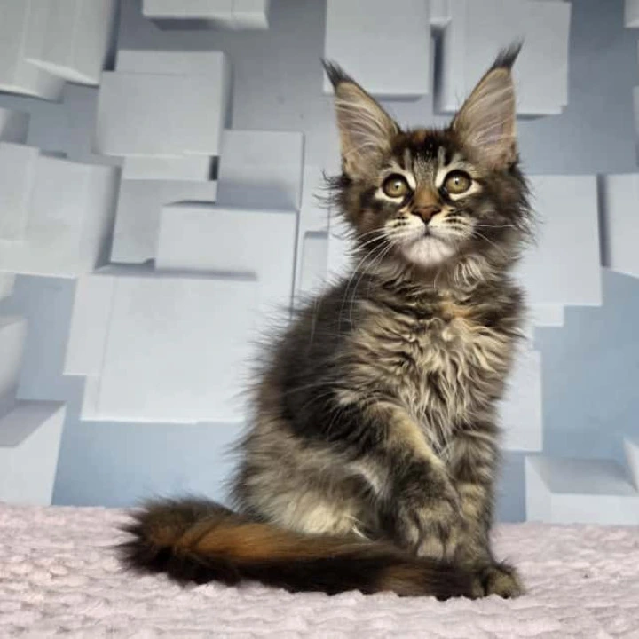 Jasmine Maine Coon Kittens | Buy a kitten. 