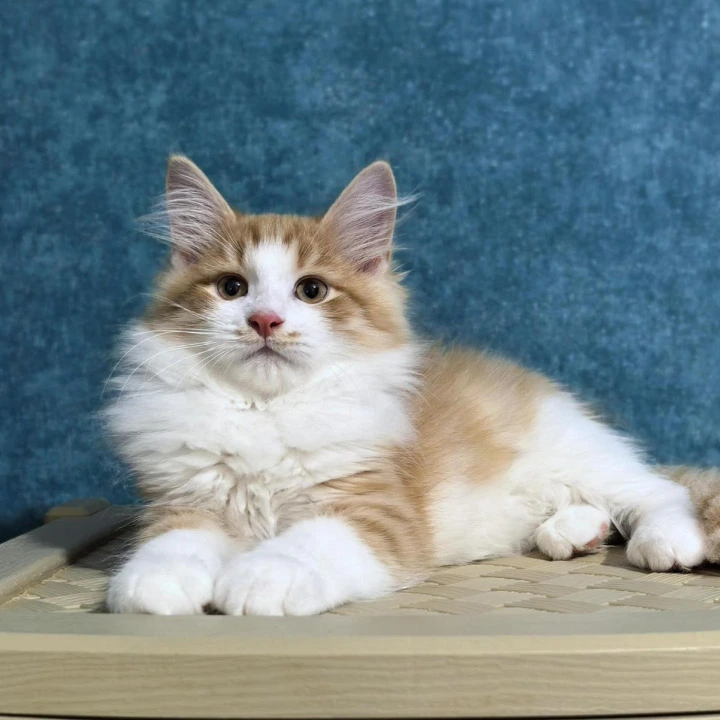 Delf Siberian Kittens | Large selection of kittens. 