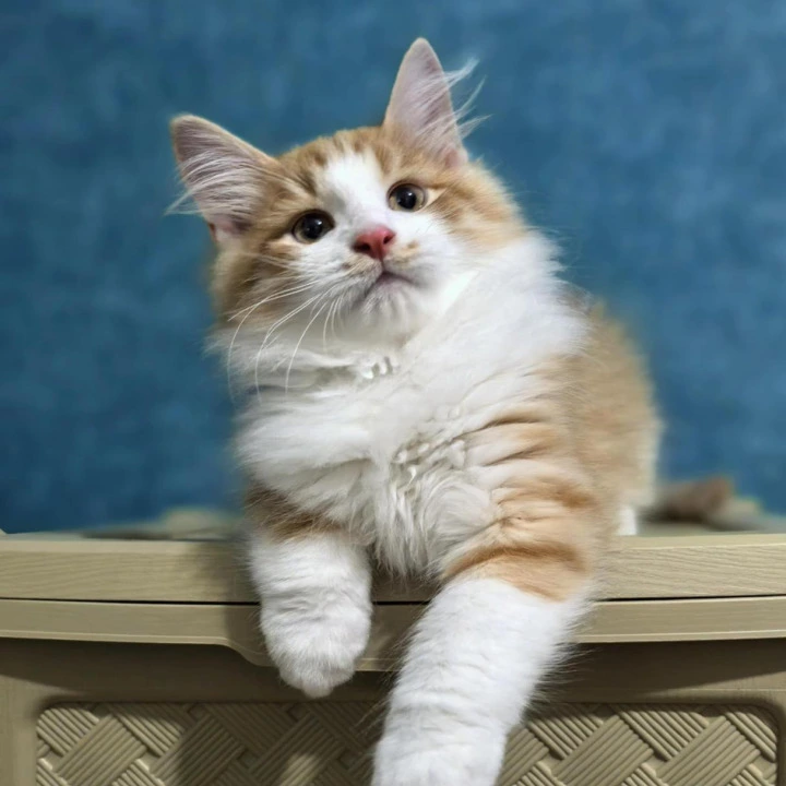 Delf Siberian Kittens | Large selection of kittens. 