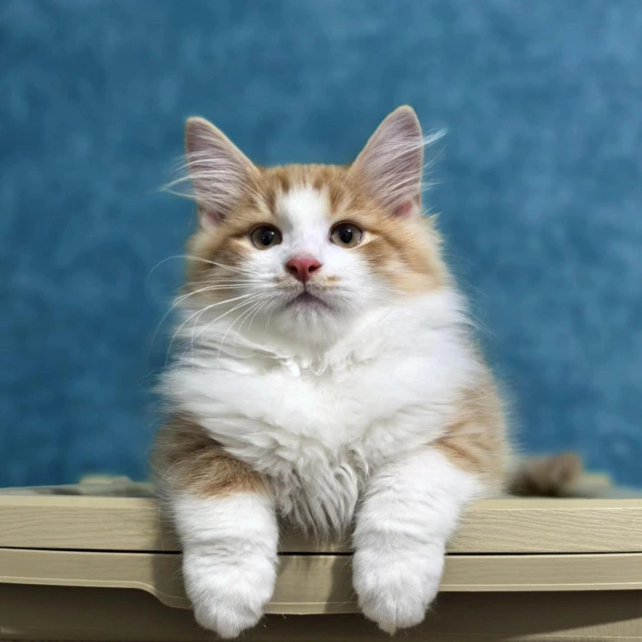 Delf Siberian Kittens | Large selection of kittens. 