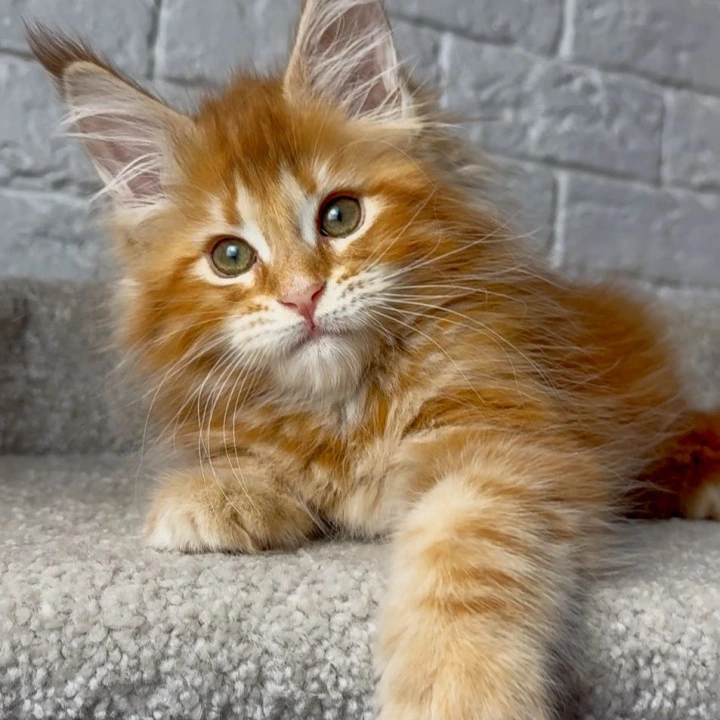 Xandros Maine Coon Kittens | Kittens for sale. 