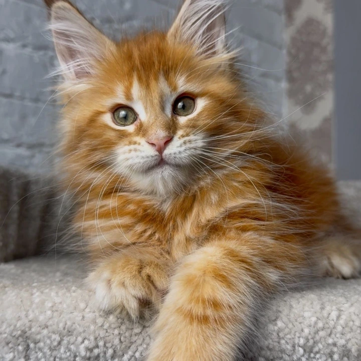 Xandros Maine Coon Kittens | Kittens for sale. 