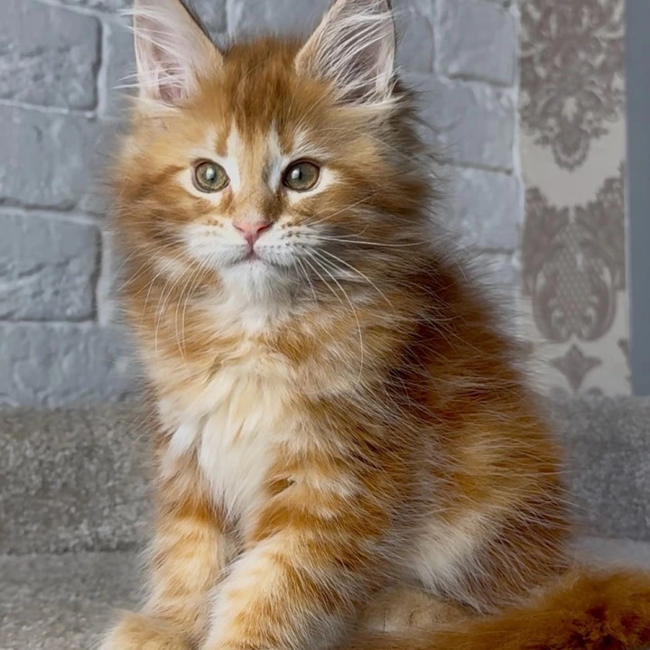 Xandros Maine Coon Kittens | Kittens for sale. 
