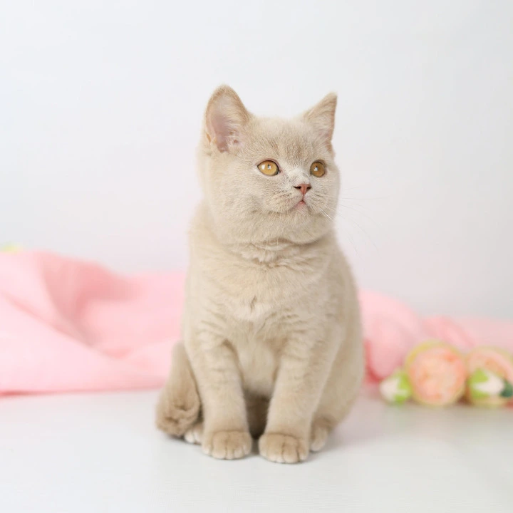 Yasha British Shorthair Kittens | Kittens for sale. 
