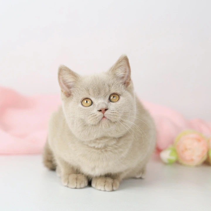 Yasha British Shorthair Kittens | Kittens for sale.