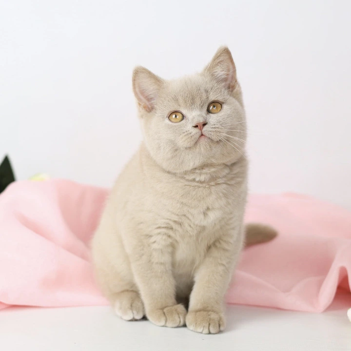 Yasha British Shorthair Kittens | Kittens for sale.