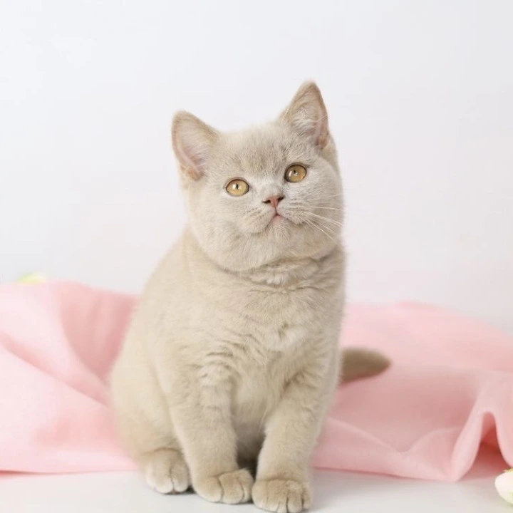 Yasha British Shorthair Kittens | Kittens for sale.