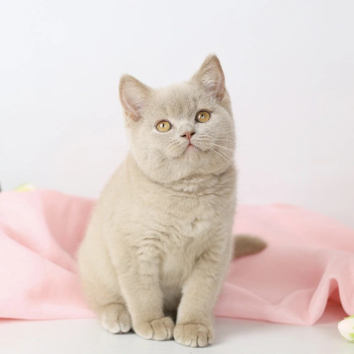 Yasha British Shorthair Kittens | Kittens for sale.