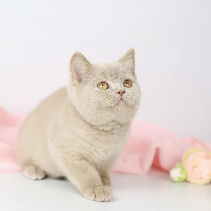 Yasha British Shorthair Kittens | Kittens for sale. 