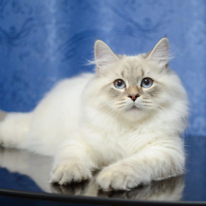 Urban Siberian Kittens | Kitten for sale. 