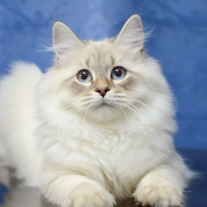 Urban Siberian Kittens | Kitten for sale. 