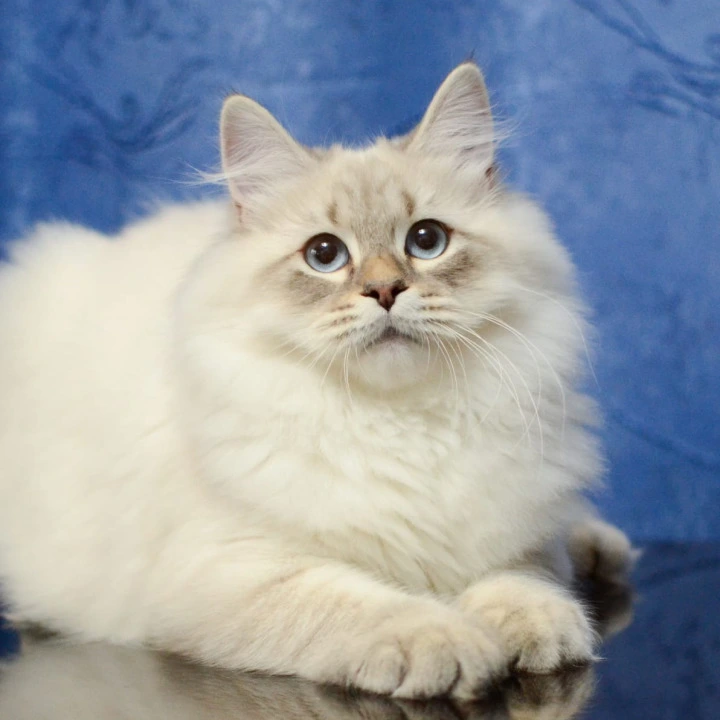 Urban Siberian Kittens | Kitten for sale. 