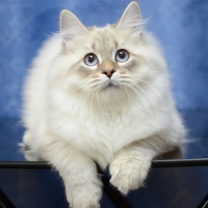 Urban Siberian Kittens | Kitten for sale. 